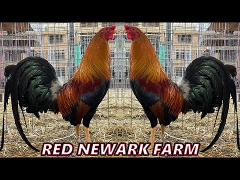 BlueFace Kelso Roundhead Red Newark Farm