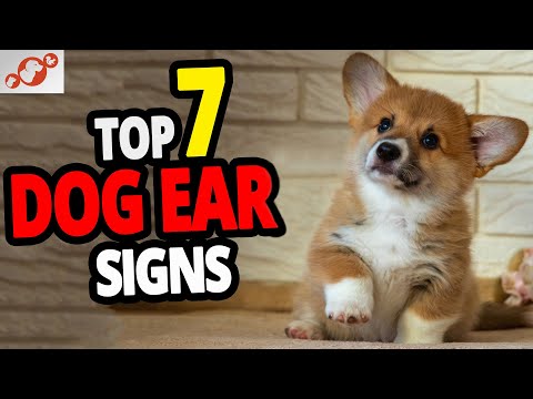 YouTube video about: What does it mean when a dog's ears are cold?