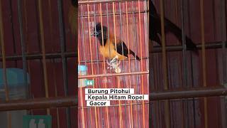 Download lagu Burung Pitohui Kepala Hitam atau Cucak Emas Kepala Hitam Ropel Gacor Keras dan Fighter. #pitohui mp3