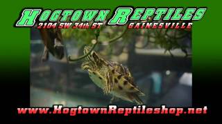 Hog Town Reptiles Reptile Pet Store in Gainesville produced by Post FX Digital 407-924-3946