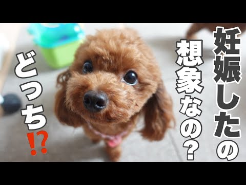 犬の妊娠は週ごとに