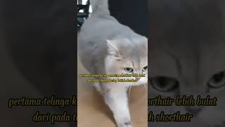 Download lagu The difference between American shorthair and British shorthair cats #shorts mp3 Download lagu The difference between American shorthair and British shorthair cats #shorts mp3