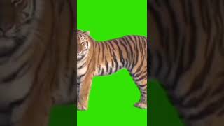 Download lagu NEW VIRAL ANIMATED TIGER GREEN SCREEN IN SHORT VEDIO 💥😲#greenscreen #green #viral #tiger mp3 Download lagu NEW VIRAL ANIMATED TIGER GREEN SCREEN IN SHORT VEDIO 💥😲#greenscreen #green #viral #tiger mp3