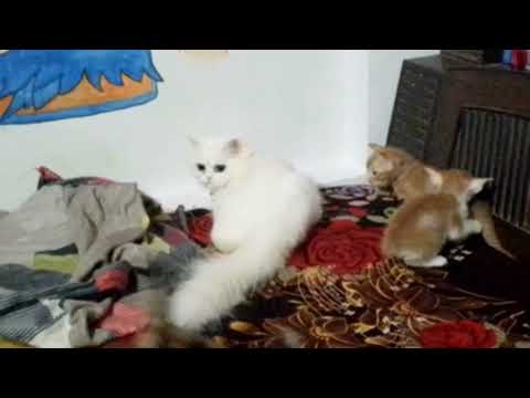 mr leo with his family