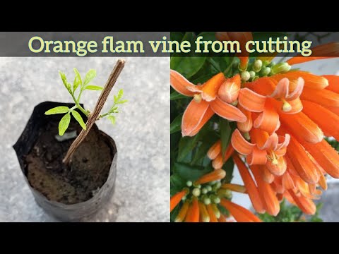 , title : 'How to grow Orange flam vine from cutting | Trumpet vine | Pyrostegia venusta | Propagation'