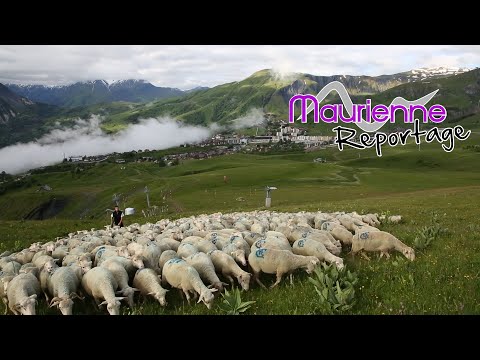 Maurienne Reportage #198 - Montée des troupeaux en alpage