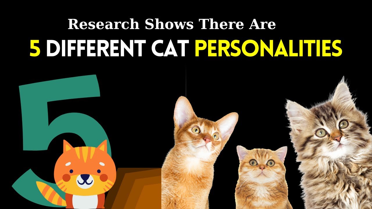 Research Shows There Are 5 Different Cat Personalities |  Five Key Characteristics