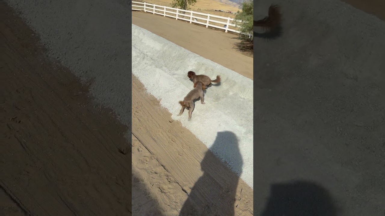 Rosie, a ADOPTABLE Shih Tzu in Bakersfield, CA video 3/6