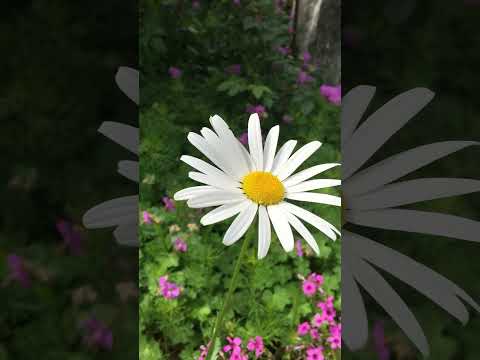 庭の手押し車をリサイクルし、多肉植物を再生します