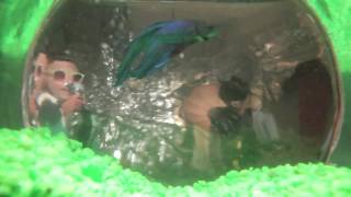 Wilcox Sessions - The Growlers (Graveyard&#39;s Full)