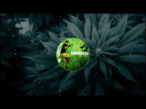 rosa norte (armandinho)