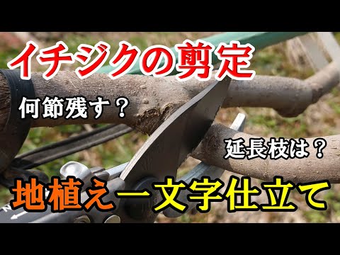 背が高すぎるイチジクの木を剪定するにはどうすればよいですか？簡単なヒントに従ってください。  庭園