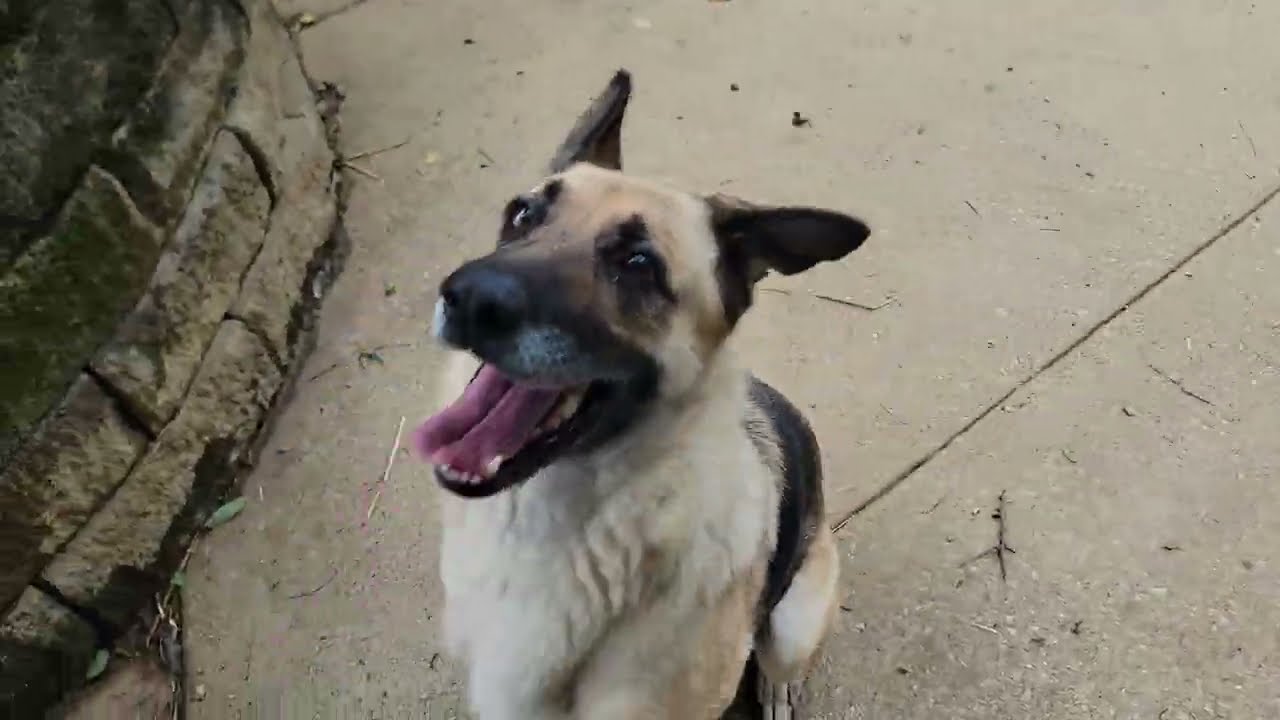 Enlarge Ginger, a Adoptable German Shepherd Dog in Mount Sterling, KY video 2/6