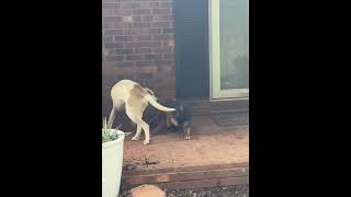 Video preview image #1 American Staffordshire Terrier Puppy For Sale in Roaring River, NC, USA