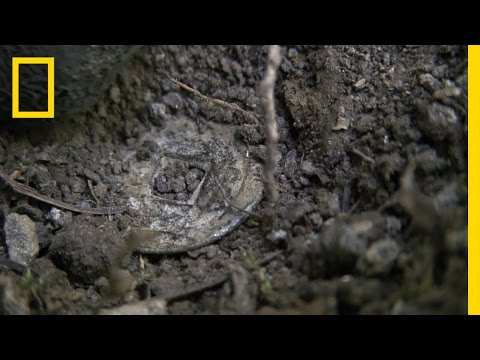 Chinese Coin | National Geographic