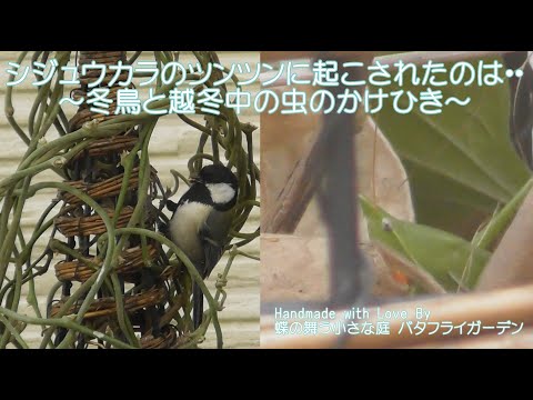 シジュウカラをバルコニーに誘引する方法 好物 冬鳥の餌箱 巣箱
