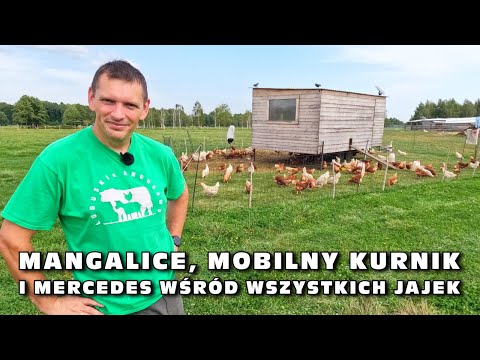 , title : 'Mangalice, mobilny kurnik i mercedes wśród wszystkich jajek (Lubuskie Angusowo)'