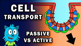 CELL TRANSPORT: PASSIVE AND ACTIVE