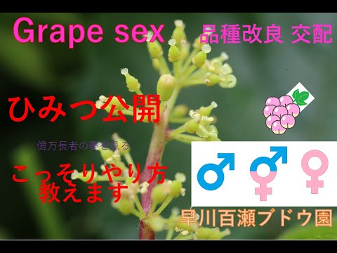 , title : 'Grape sex　ブドウの品種改良の方法と秘密こっそり教えます'