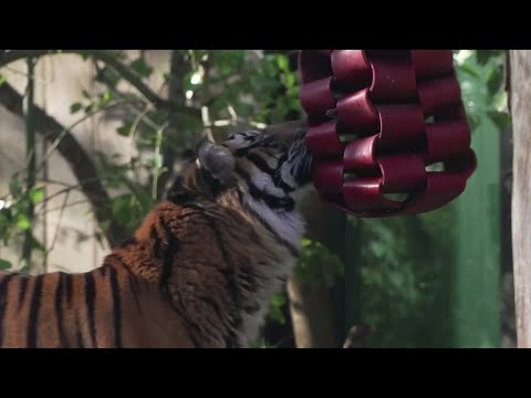 閉じ込められた孤独なロンドン動物園は、生き残るために戦いに直面している (Locked down and lonely, London Zoo faces fight to survive)