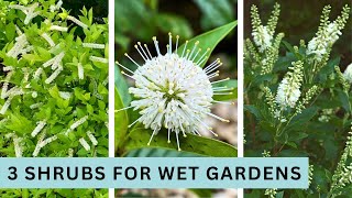 3 Shrubs for a Wet Garden with Heavy Clay Soil