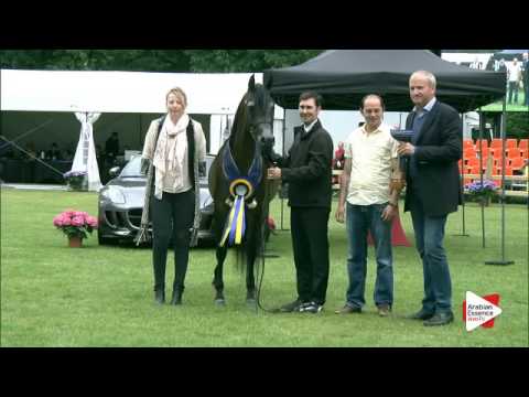 Bruges 2016 - Senior Mares National Championship - Prizegiving - 1st place: n. 51