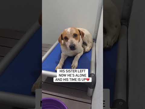 "Help them heal 🐾"- "Support the vulnerable"- "Donate today"link in bio#canada #florida