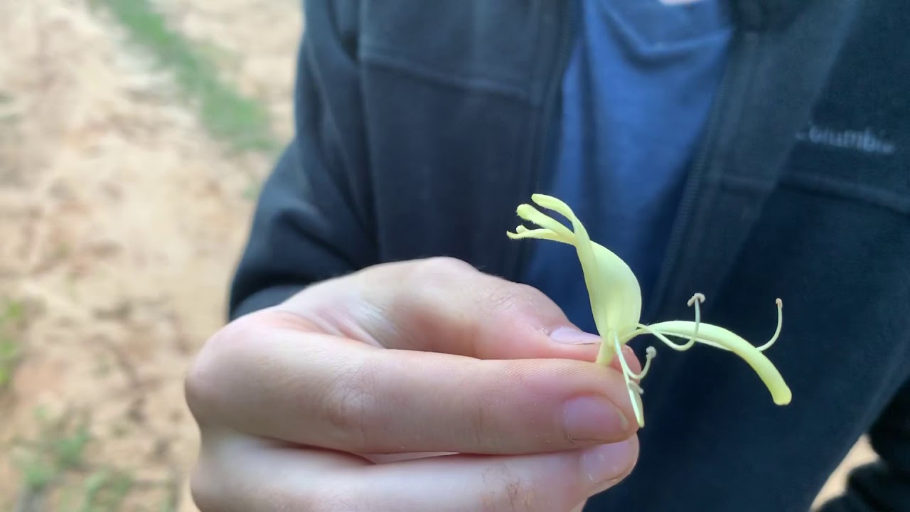 Can You Eat Raw Honeysuckle to Survive? Is it Safe? Survival Magazine