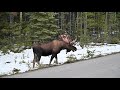 Bull Moose With Shedding Velvet Antlers Eating And Walking