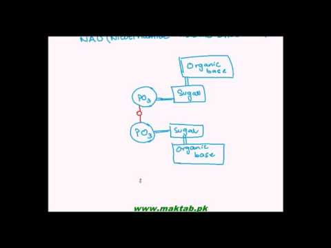 FSc Biology Book1, CH 2, LEC 13: Types of Nucleotides