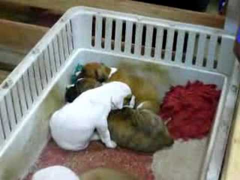 Man singing pups to sleep