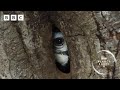 Devoted Hornbill Couple Turn Nest Into Fortress Planet Earth III BBC