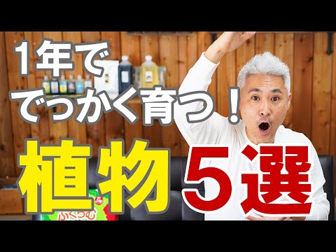 あなたの家に最適な健康植物5選 ライフスタイル