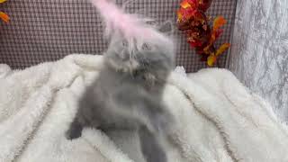 ミヌエットの動画01