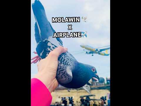 DOVE MET CEBU PAC AIRPLANE #kalapati