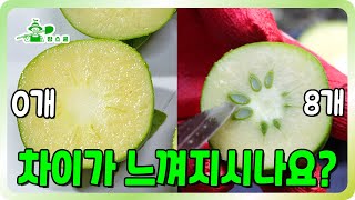 씨 없는 감이 생기는 이유 ㅣ낙과피해 줄이고 싶으시면 꼭 보세요 ㅣ매년 피해보고 후회하는 감 농사
