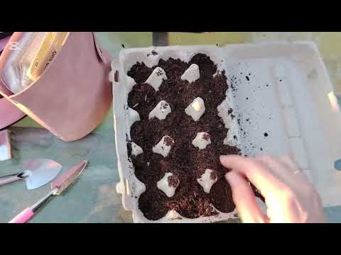 Planting Delphiniums 🌸 | Relaxing Garden Video | How to Plant Delphinium Flowers