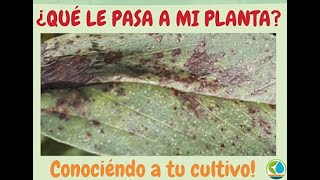 Hoy hablamos de la Mancha chocolate del haba, botrytris fabae