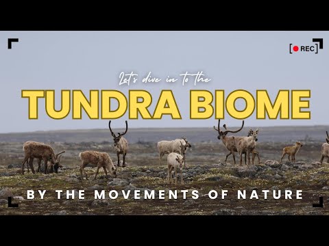 TUNDRA BIOME | 🐂🦌