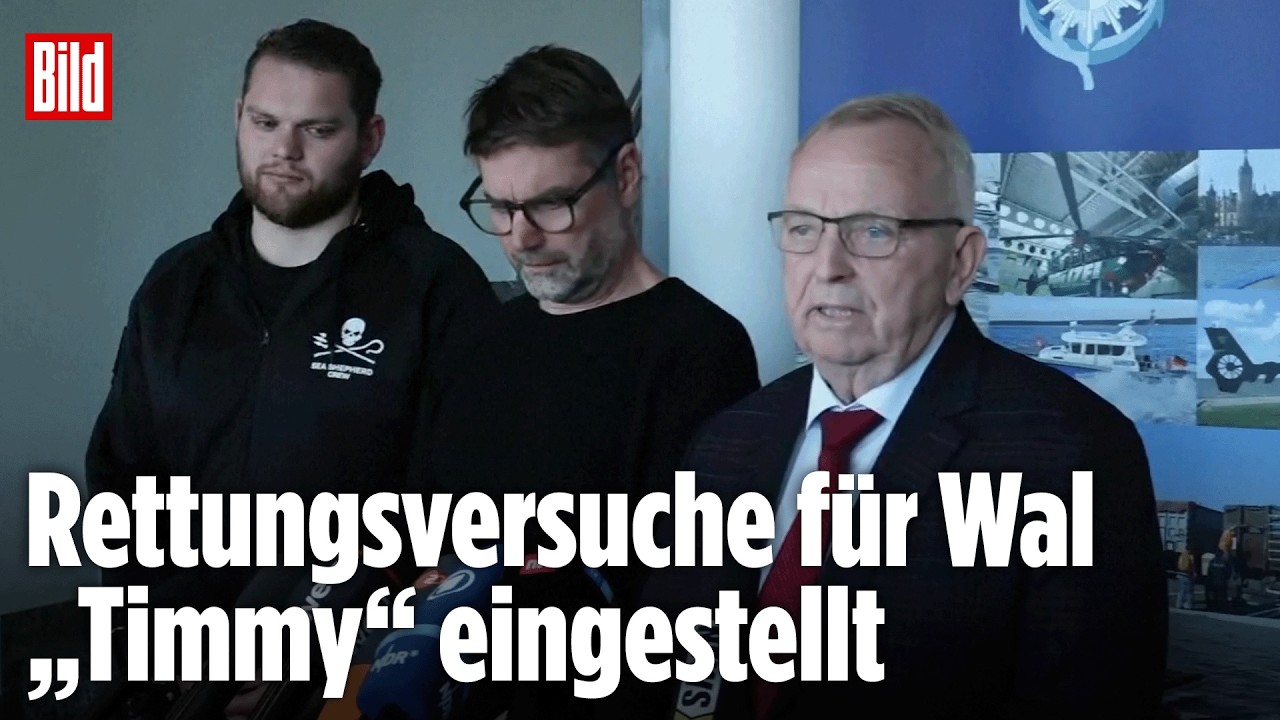 Gestrandeter Buckelwal „Timmy“: Experten erklären Scheitern der Rettung