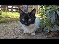 Tuxedo Cat Is So Beautiful That You Will Fall In Love With Her