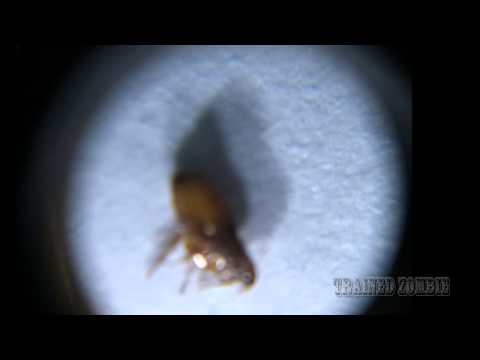 Capstar Flea Medication and why your cat goes CRAZY Extreme Closeup of Fleas Dying