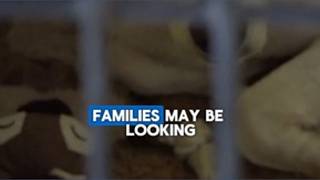 Jacksonville shelter overcrowded with 400+ dogs