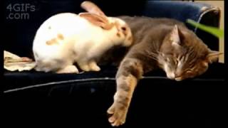 Коты - котики - собачки!!!