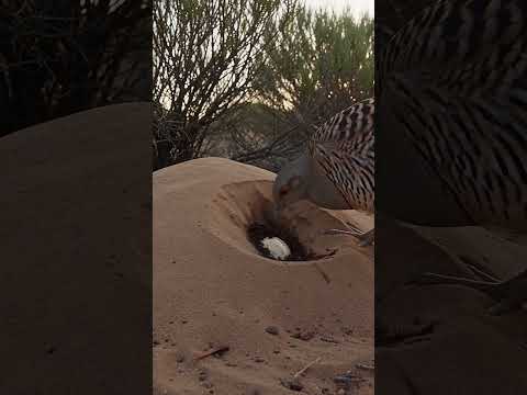 The Mallee Fowl buries its eggs underground. 🐦🥚The chick hatches and leaves alone.#birds #nature
