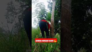 Download lagu kembali ke rutinitas awal #karet #petani #petani karet mp3