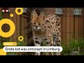 Ontsnapte serval loopt zelf terug naar huis