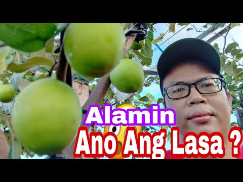 JUJUBE|APPLEBER/Rare Fruit sa Pinas|Fruit Tasting #appleber #jujube