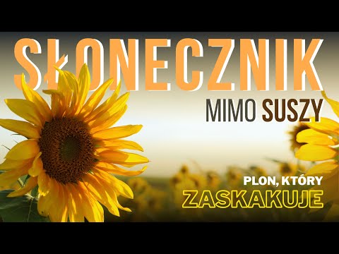 Jak ożywić glebę pod plantację słonecznika  |  Gleba V kl. 🌻