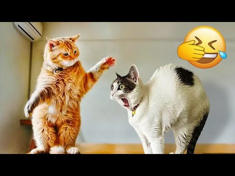 😂 So Funny! Funniest Cats and Dogs 😻 Best Funniest Catss Video 2024 😂